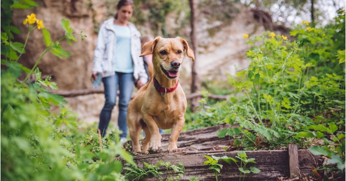 18 dog-friendly Cotswold attractions
