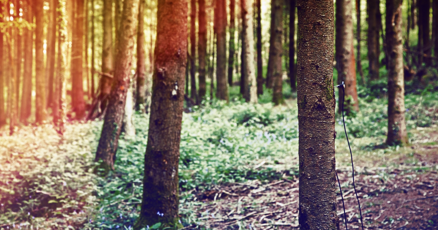 An immersive new audio-visual experience is coming to the Forest of Dean