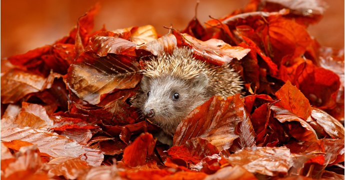 8 best things to do with your Gloucestershire garden this autumn