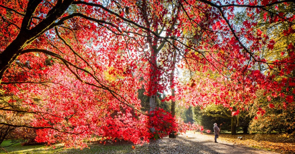 Best places to see stunning autumn colour in Gloucestershire - Vimarsana News