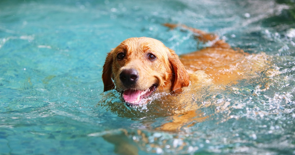 Tickets on sale for Dog Swim at Sandford Parks Lido - Vimarsana News