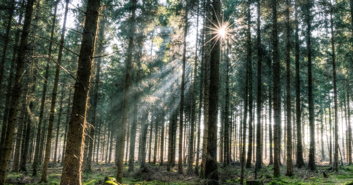 Forestry England plans to create a new woodland in the Forest of Dean