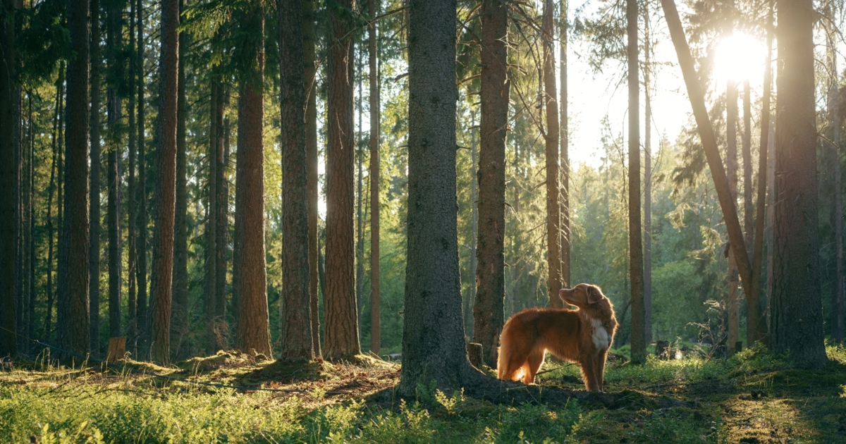 Westonbirt Arboretum named one of the UK's most popular places to walk