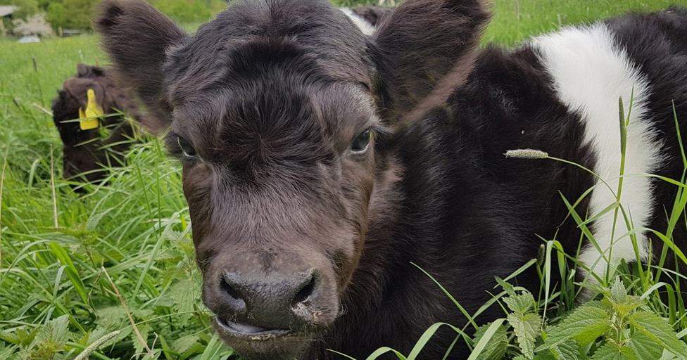 Herd of cattle introduced to Cotswolds hotel for new conservation project - Vimarsana News