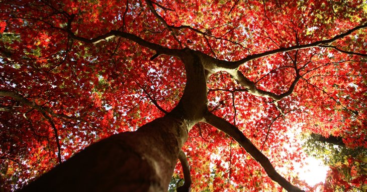 Over 100 tree species that live and thrive at Westonbirt, the National Arboretum near Tetbury are facing extinction in their natural habitats.