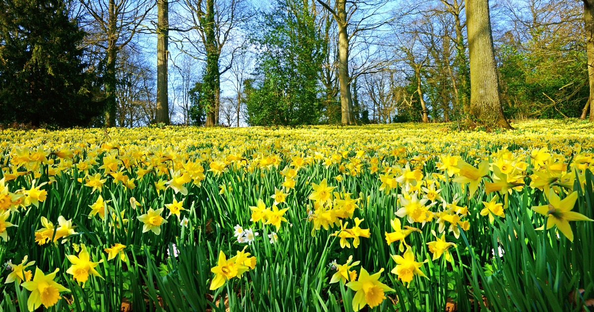 Where to see the Forest of Dean's famous wild daffodils 