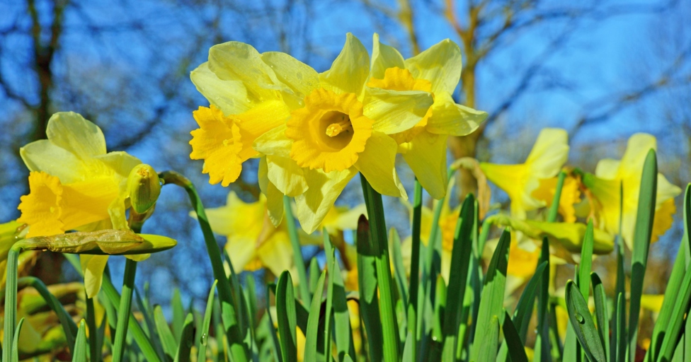 New accessibility improvements to the Forest of Dean's Daffodil Way - Vimarsana News