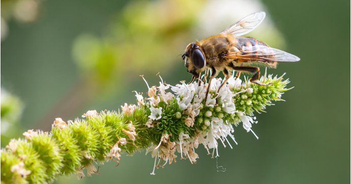 8 best things to do with your Gloucestershire garden this summer