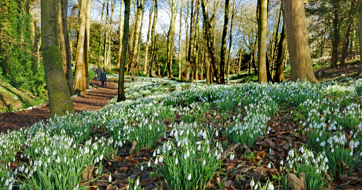 9 best places to spot snowdrops in Gloucestershire and the Cotswolds
