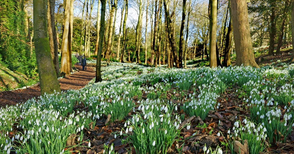 9 best places to see snowdrops in Gloucestershire and the Cotswolds - Vimarsana News