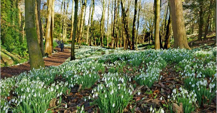 9 best places to see snowdrops in Gloucestershire