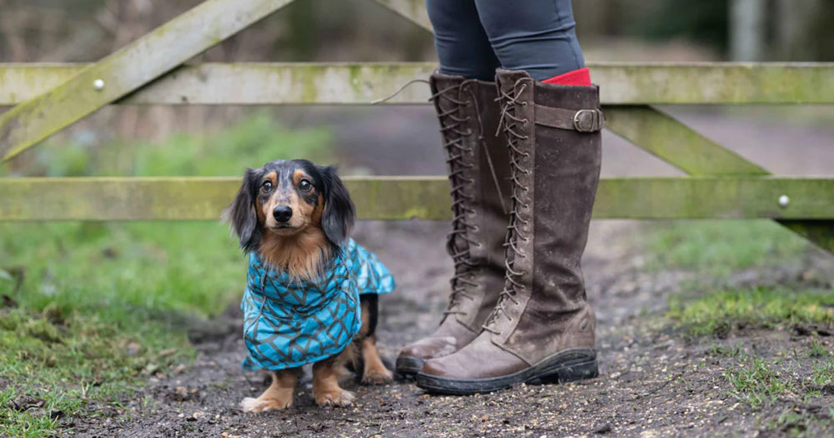 Top tips for walking your dog in autumn