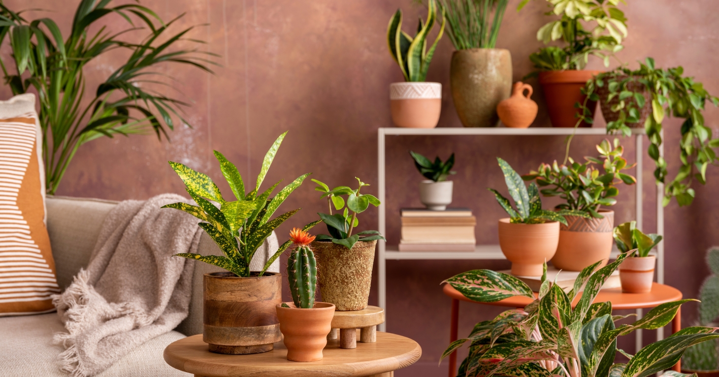 11 places to pick up house plants in Gloucestershire