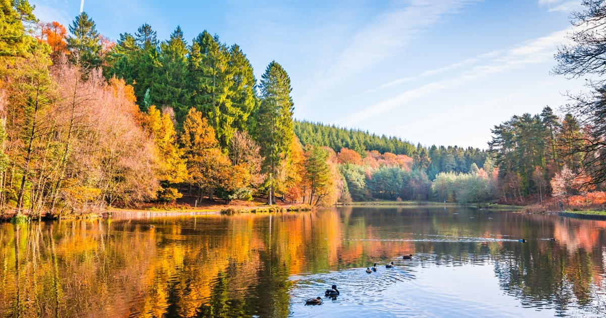 Shell Dean Forest Best things to do in the Forest of Dean