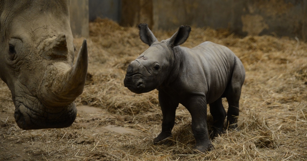 Cotswold Wildlife Park welcomes two baby white rhinos in one week - Vimarsana News