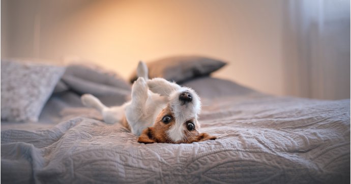 29 best dog-friendly hotels in Gloucestershire