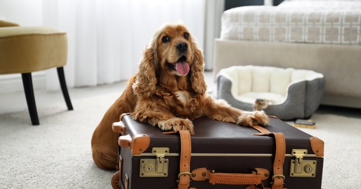 How to holiday as a pet owner in Gloucestershire
